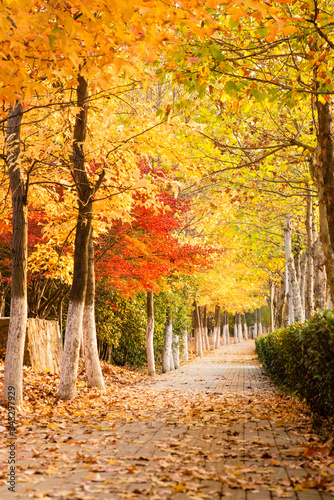 autumn in the city park