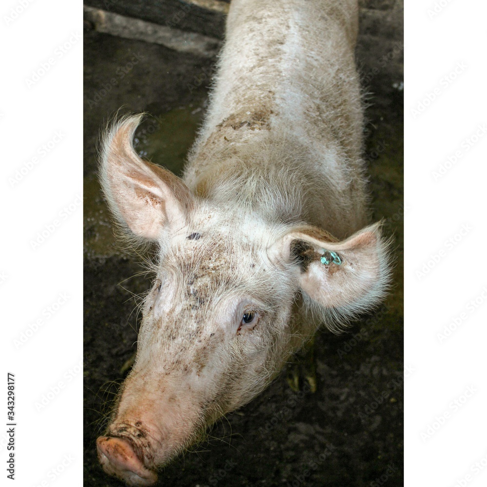 Fototapeta premium Monumentos, cielos, animales y flores de Colombia. 