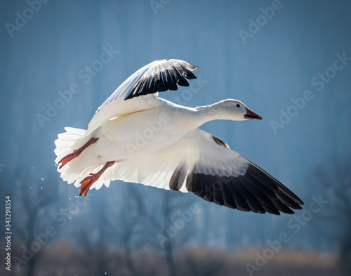 A snow goose comes in for a landing at Middle Creek Wildlife Refuge