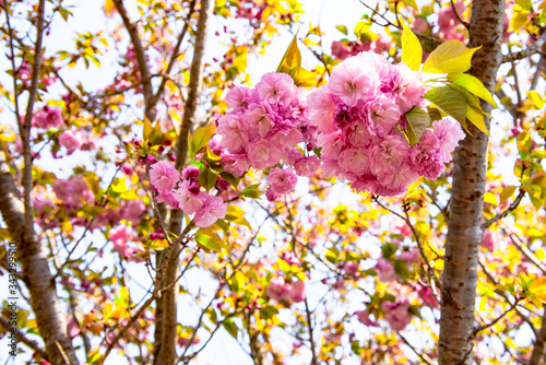 真玉の八重桜