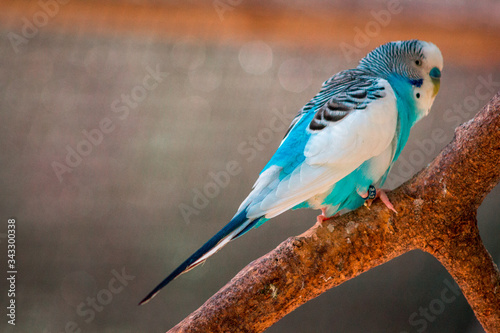 Tela Blue budgie perched on a branch