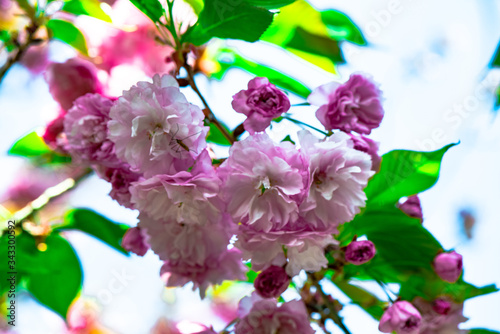 Fototapeta Naklejka Na Ścianę i Meble -  真玉の八重桜