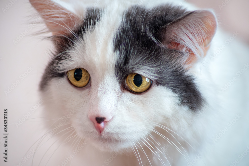 portrait of a sad white cat in a depression close up changed and transformed portrait of a sad white cat in a depression close up changed and transformed