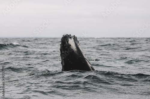 Whales in Newfoundland © diografic