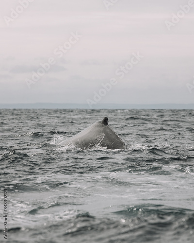 Whales in Newfoundland