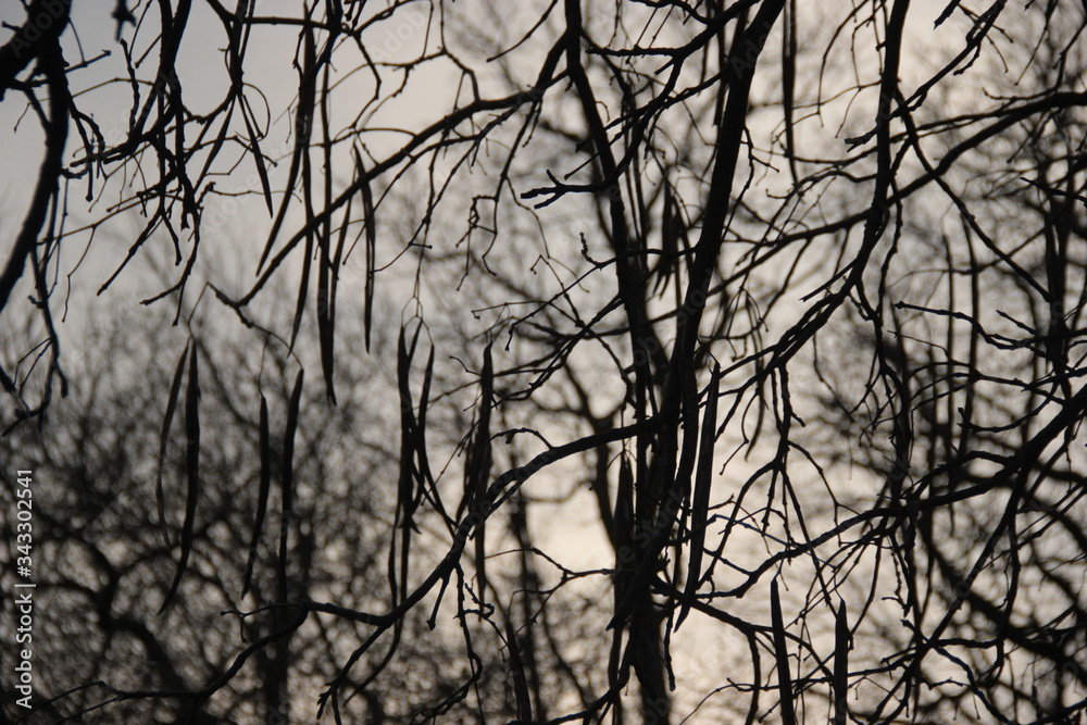 Fototapeta premium tree silhouette 