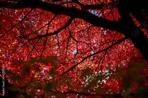 木漏れ日浴びて輝くモミジの紅葉