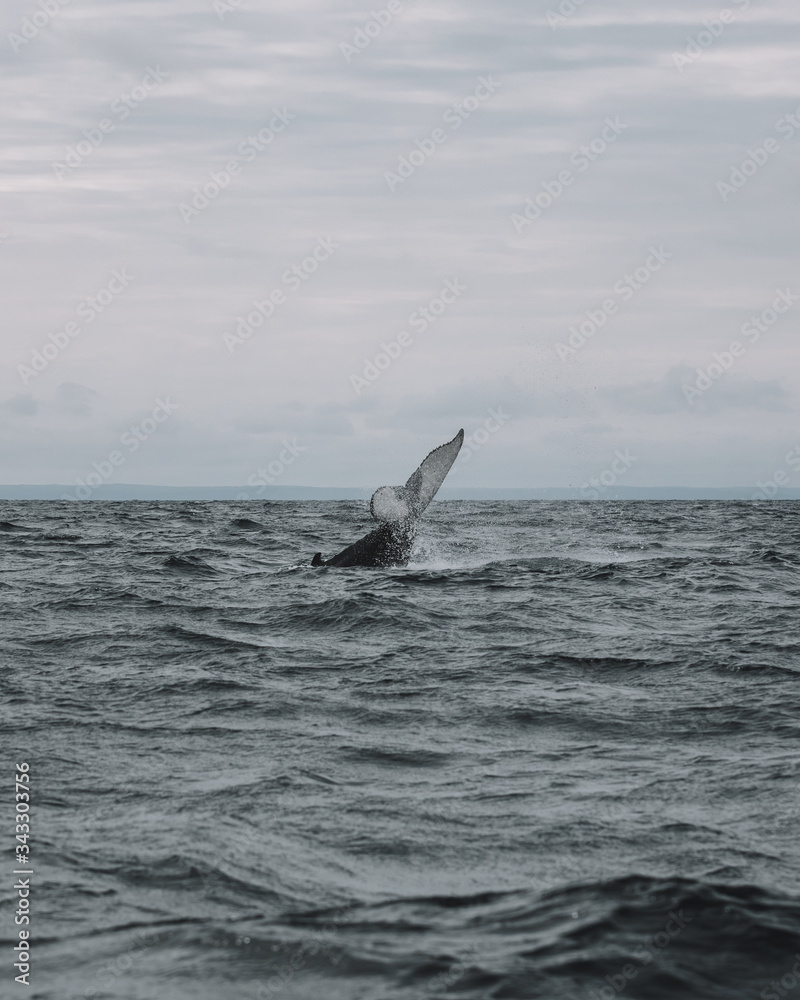 Fototapeta premium Whales in Newfoundland