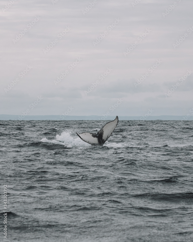 Fototapeta premium Whales in Newfoundland
