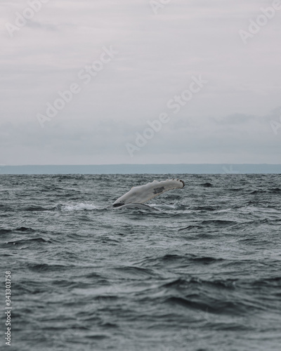 Whales in Newfoundland