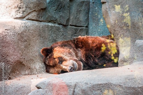 Grizzly bear sleeping in a cave at the John Ball Zoo