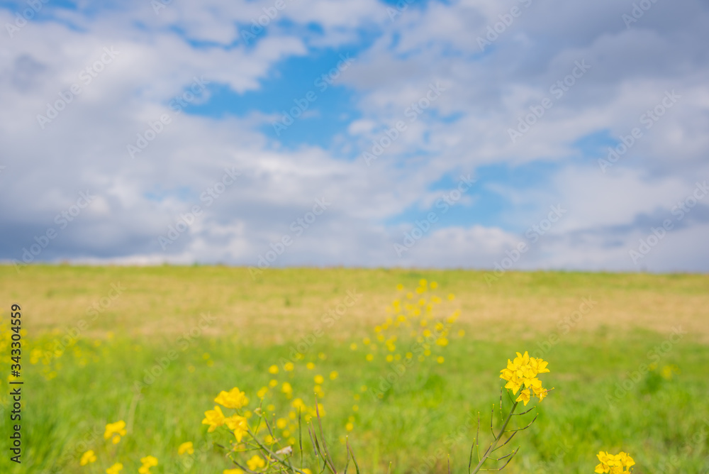 Obraz premium 菜の花