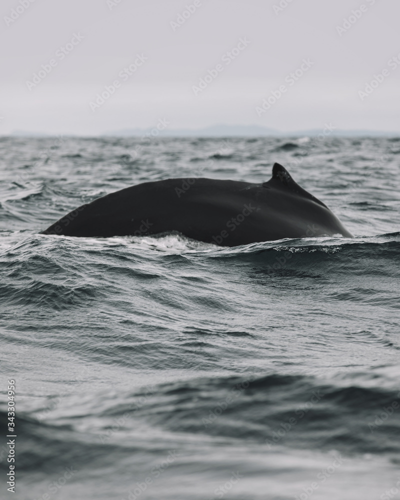 Fototapeta premium Whales in Newfoundland