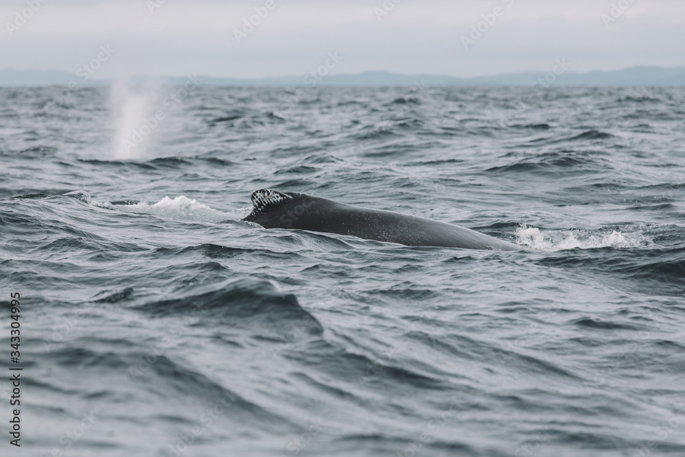 Fototapeta premium Whales in Newfoundland