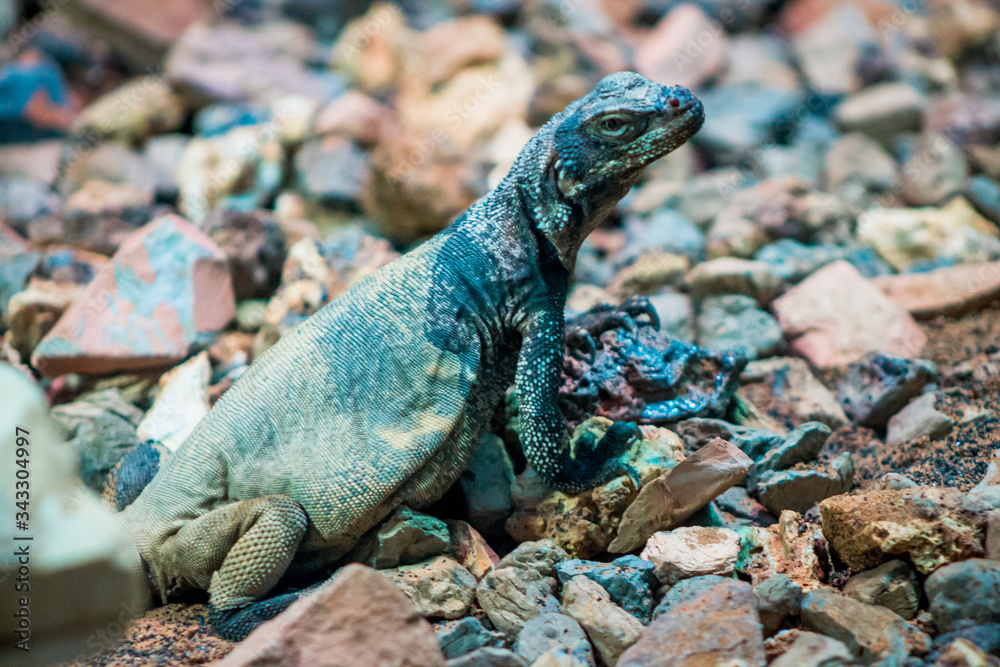 Fototapeta premium Lizard skittering on rocks in an enclosure at the Zoo