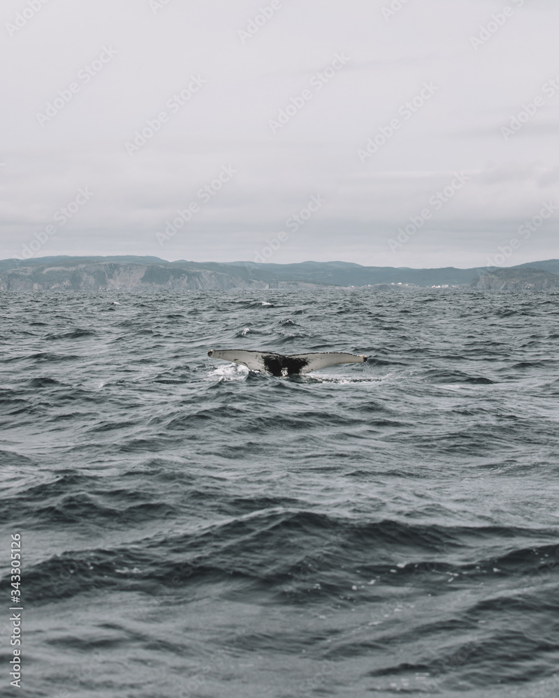 Obraz premium Whales in Newfoundland