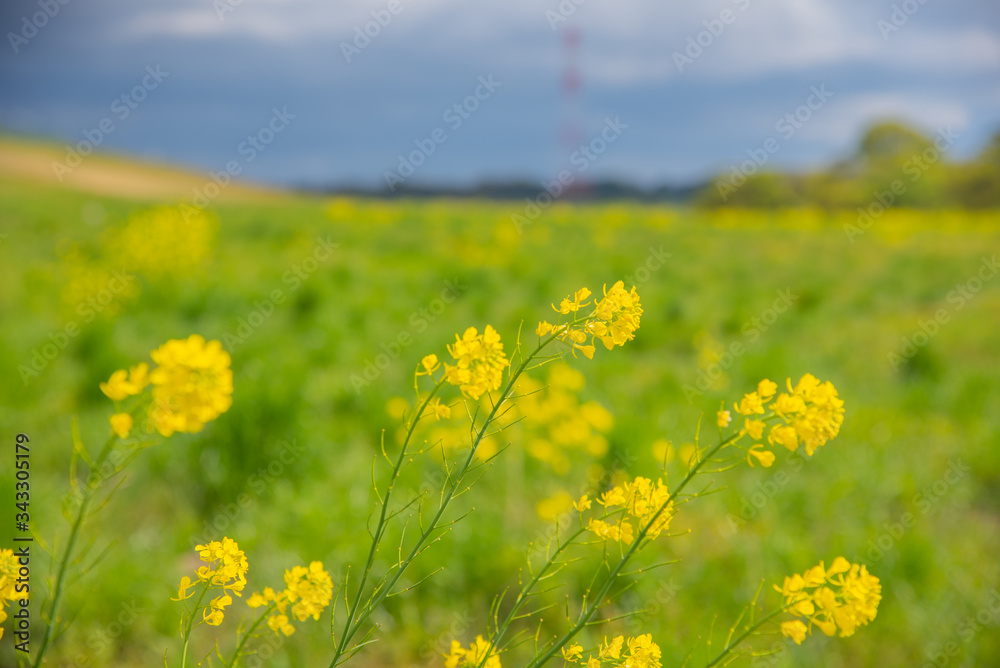 Obraz premium 菜の花