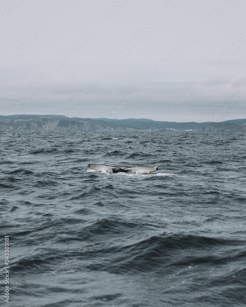 Fototapeta premium Whales in Newfoundland