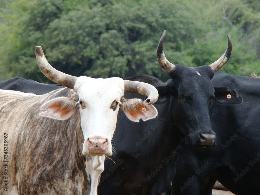 Naklejka premium cows in the field