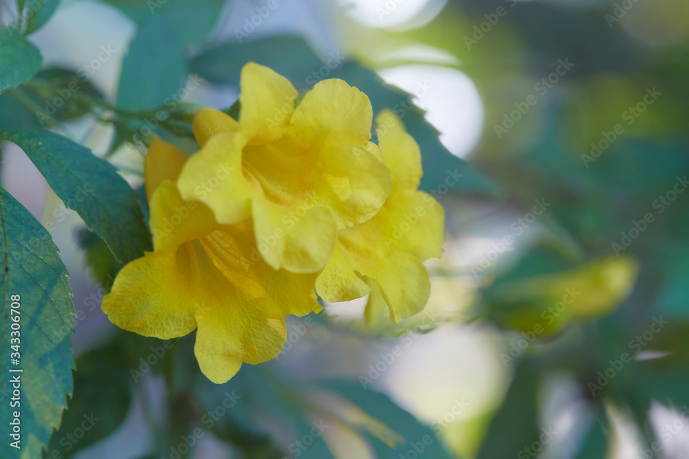 Blossoms of Yellow Trumpetbush, Tecoma stans Blossoms of Yellow Trumpetbush, Tecoma stans