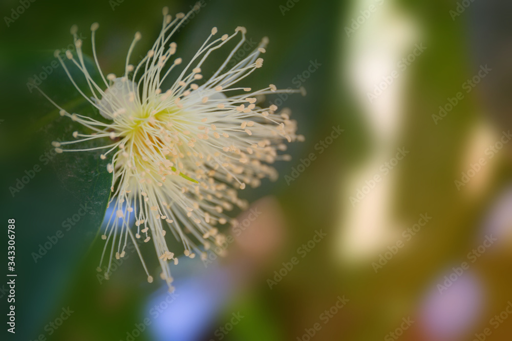 Flower in soft focus on blurred and bokeh background. Flower in soft focus on blurred and bokeh background.