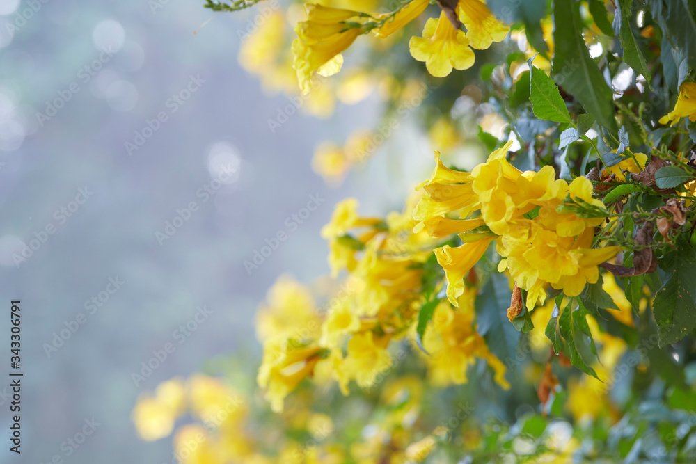 Blossoms of Yellow Trumpetbush, Tecoma stans Blossoms of Yellow Trumpetbush, Tecoma stans