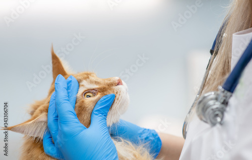 Photography Vet examining eyes of a maine coon cat in a veterinary clinic