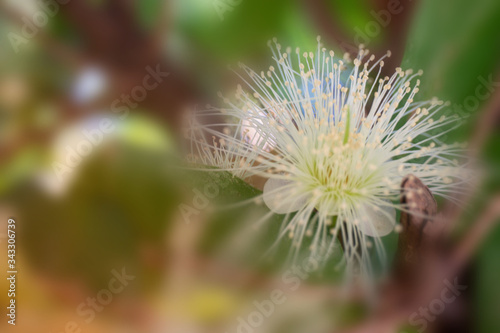 Flower in soft focus on blurred and bokeh background.