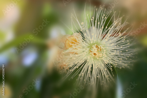Flower in soft focus on blurred and bokeh background.