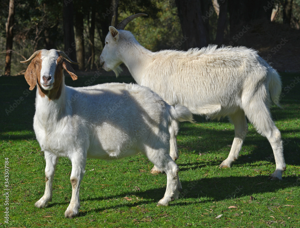 Fototapeta premium goats in roadside paddock