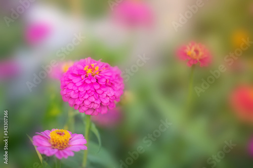 Flower in soft focus on blurred and bokeh background.