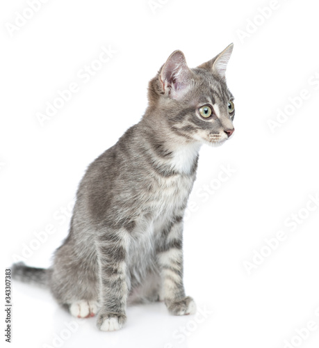 Young cat sits in side view and looks away. isolated on white background