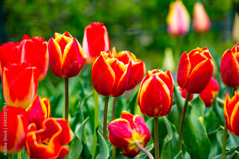 Fototapeta premium 久住高原のチューリップ