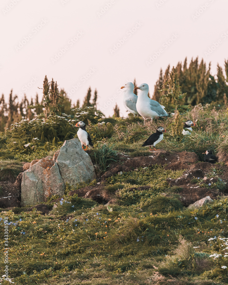 Fototapeta premium Puffins in Newfoundland 