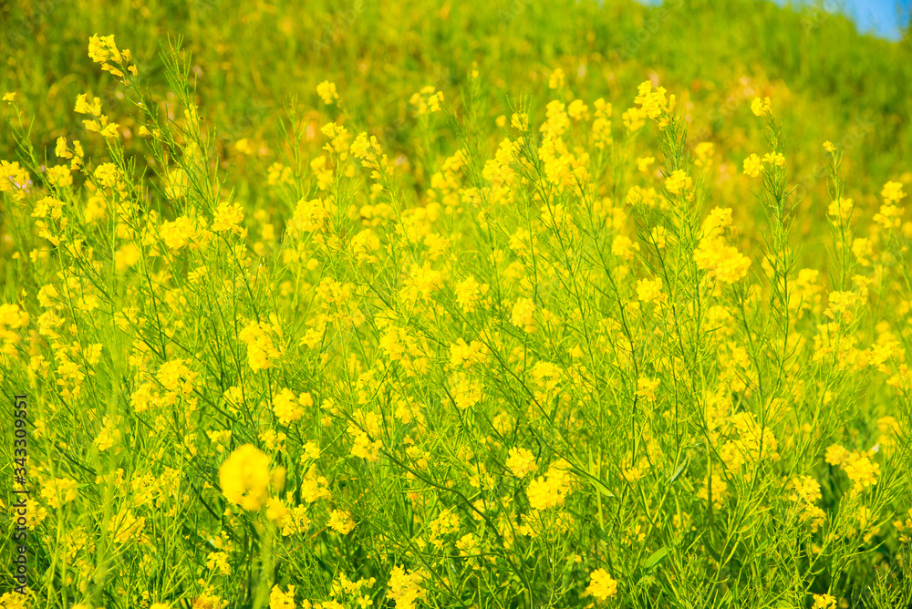 Obraz premium 菜の花