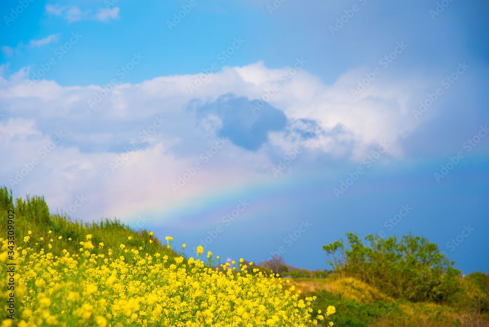 Obraz premium 菜の花