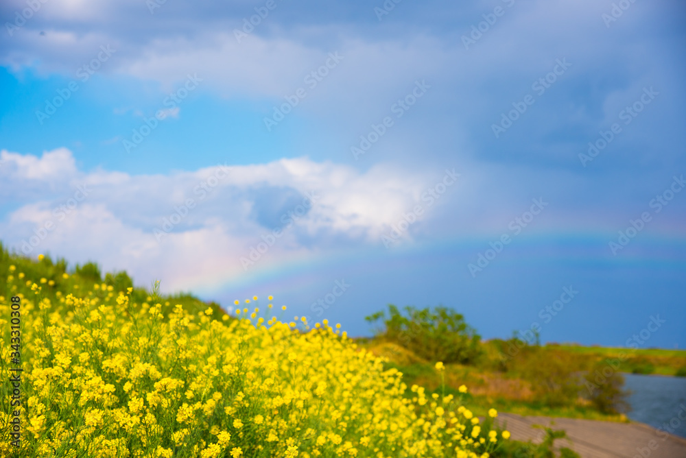 菜の花 菜の花