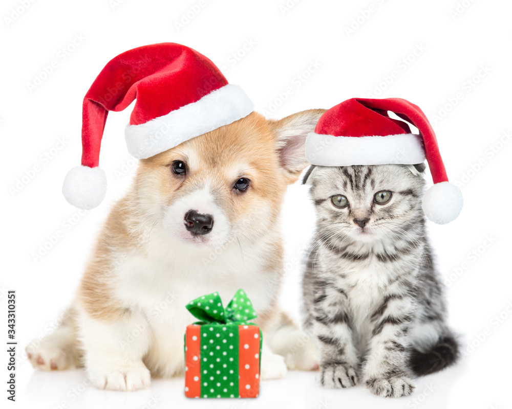 Corgi puppy and gray tabby kitten wearing red christmas hats sit together with gift bow. isolated on white background Corgi puppy and gray tabby kitten wearing red christmas hats sit together with gift bow. isolated on white background