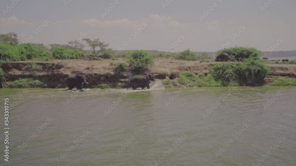 Elephants running in a river in Africa. Wild elephants in the water of an African river. Safari. Elephants running in a river in Africa. Wild elephants in the water of an African river. Safari.
