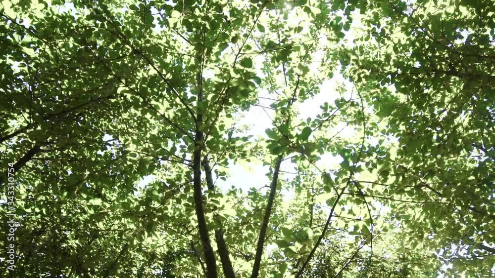 Closeup of beautiful spring branches of birch tree with fresh green leaves and bright sun shining through. Closeup of beautiful spring branches of birch tree with fresh green leaves and bright sun shining through.
