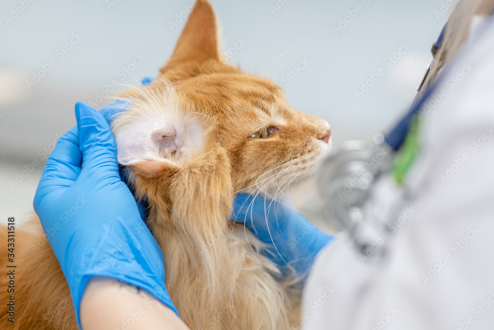 Veterinarian exam ear of an adult maine coon cat Veterinarian exam ear of an adult maine coon cat