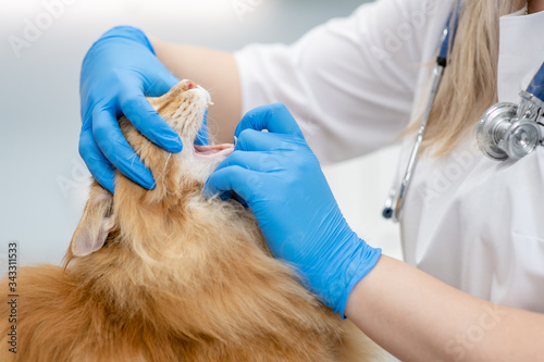 Veterinarian checks teeth to a big maine coon cat at vet clinic photo