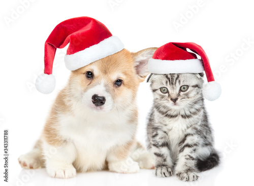 Cute corgi puppy and gray tabby kitten wearing red christmas hats sit together. isolated on white background © Ermolaev Alexandr