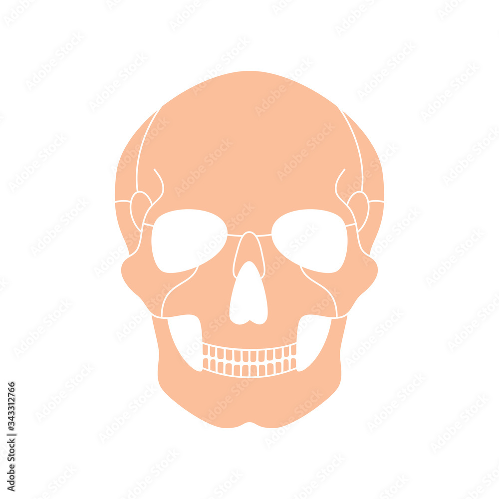 Human skull anatomy. Human skull anatomy.