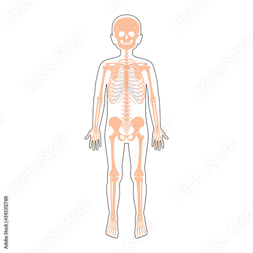 Child boy skeleton anatomy vector