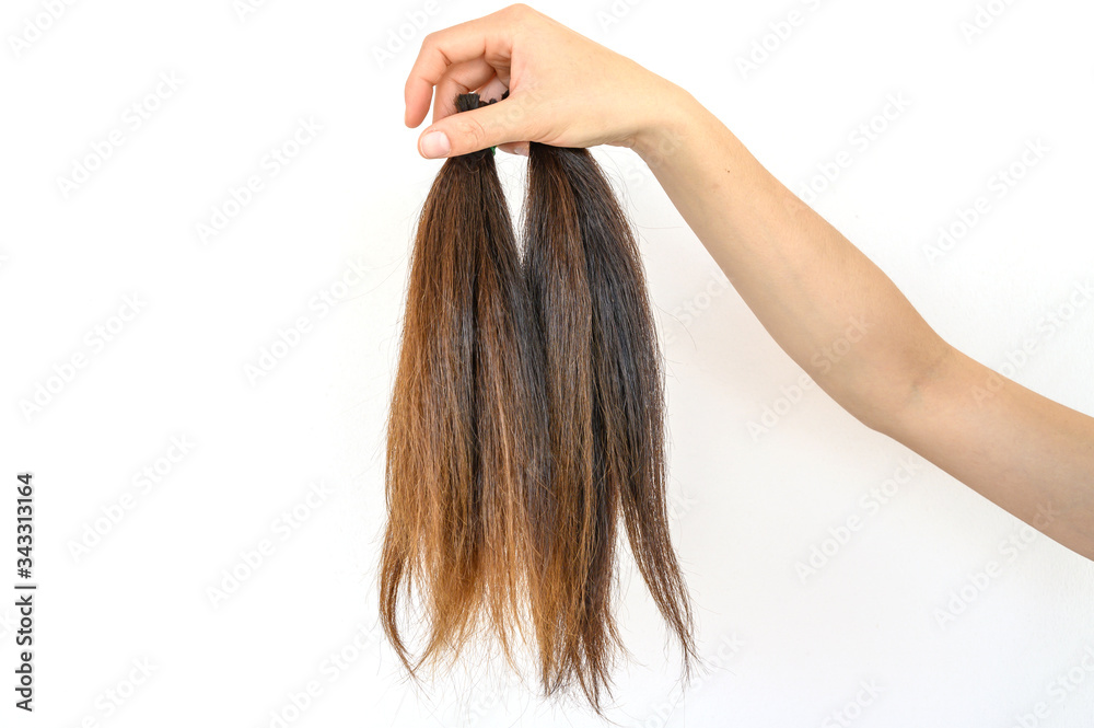 Naklejka premium Cropped view of someone hand holding a ponytail cutting hair for donation. Usable hair can turn your long locks into free or low-cost wigs for people with cancer.