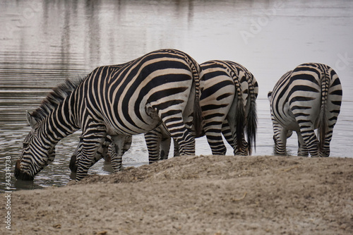 Zebra s at a water hole