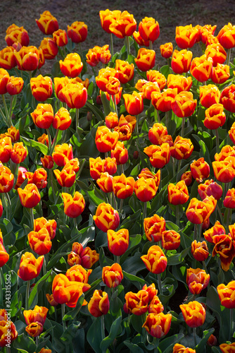 Tulipani gialli con macchie rosse © vpardi