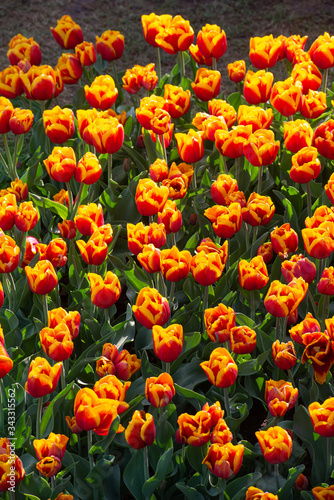 Tulipani gialli con macchie rosse