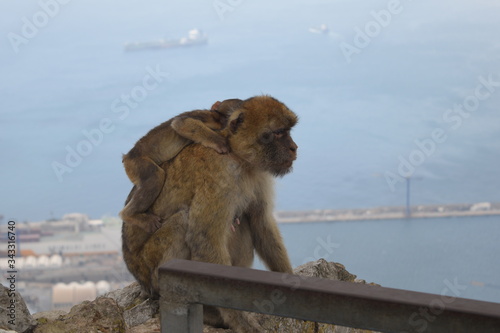 The Monkey's of Gibraltar © jamalbrizki